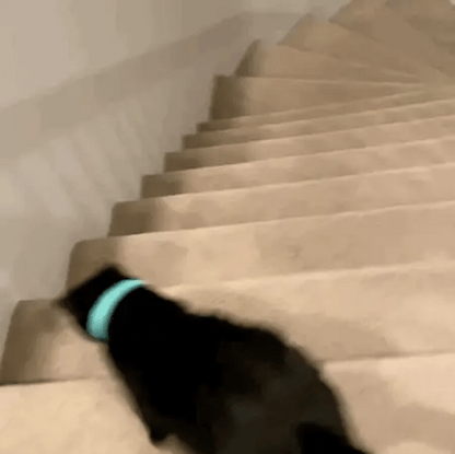 DESYRÉN PlayCat™ – Akıllı Lazerli Kedi Oyun Tasması